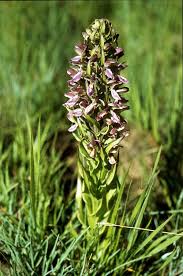 Image result for Brachycorythis pilosa