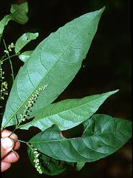 Image result for Rinorea