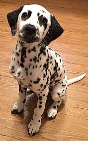 An introduction to our dalmatian puppies as well as to the dalmatian breed, providing information on finding breeders of dalmatians and dalmatian care taking. Redding Ca Dalmatian Meet Lucky A Pet For Adoption