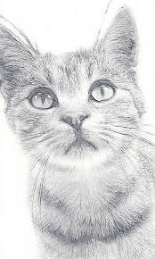 Catcadi Cat Cute White Image De Tugba Realistic Cat Drawing Simple Cat Drawing Cat Drawing