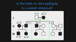 One allele, the dominant one, is symbolized by a big 't'. Y Linked Traits In A Pedigree Youtube