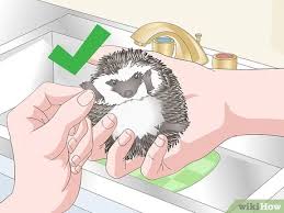 Sometimes it can take up to twelve weeks for a baby hedgehog to wean. How To Bathe A Pet Hedgehog 10 Steps With Pictures Wikihow