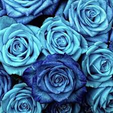 صور ورد للمرتبطين وباقات زهور متنوعة وخلفيات ورود مذهلة موقع مصري rose wallpaper blue roses artland