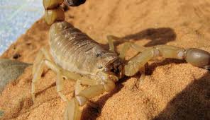 Scorpion Toxicity - MD Searchlight