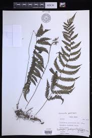 Image result for Amauropelta