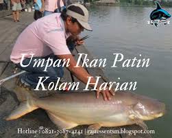 Cara Meracik Umpan Ikan Patin Kolam Harian Ikan Kolam Ikan Kolam