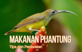 Saat dewasa burung jantan dan betina memiliki. Inilah Beberapa Tips Meracik Makanan Burung Pijantung