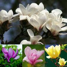 Product Type Bonsai Variety Magnolia 100 X Magnolia Flower Seeds We Apologize That We Cannot Accept It Is Eas Flowering Trees Tree Seeds Fragrant Flowers