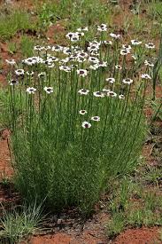 Image result for Callilepis laureola