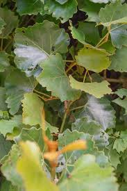 Image result for Glyphaea tomentosa