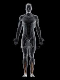 Human anatomy for muscle, reproductive, and skeleton. Human Anatomy Stock Photos Royalty Free Images Focused