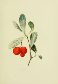 Arbousier Arbutus Unedo Arbre Aux Fraises Fruits Sauvages Campagne Provence Corse Illustration Botanique Illustrations Arbousier