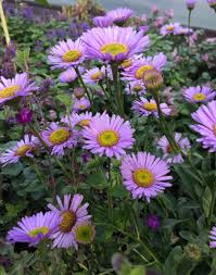 Image result for Erythrococca polyandra