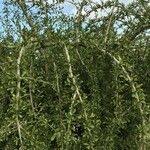 Image result for Ehretia rigida