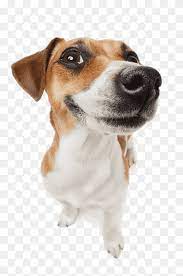 The Dog Will Laugh Animal Corgi Cute Dog Png Pngwing