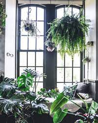 These unique indoor hanging plants are cascading succulents with clusters of pearls on long dangling stems. My Scandinavian Home The Ultimate Guide To Indoor Hanging Plants