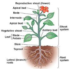 Revision Notes For Science Chapter 12 Reproduction In