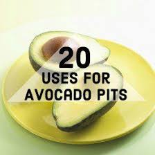 How To Grow Avocado From Seed Or Pit Avocado Health Benefits Avocado Seed Benefits Avocado Seed