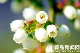 冬天里的春消息蓝莓花盛开首批成熟蓝莓3月初即可上市in 2021 flowers plants rose