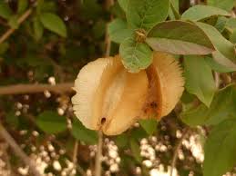 Image result for Combretum