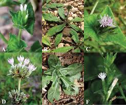 Image result for Elephantopus scaber