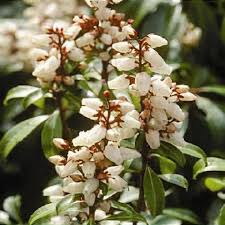 Image result for Pieris japonský bonfire obrázek