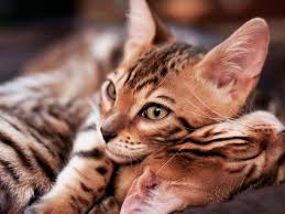 They are usually laid read about the adoption policies and procedures for each shelter you find and decide which one works best for you. Should You Adopt A Retired Breeder Bengal Cat Care