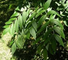 Image result for Lovoa swynnertonii