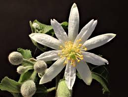 Image result for Grewia schinzii