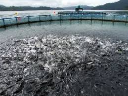 Update this listing add your free listing. Fis Companies Products Tamper Proof Traceable Tilapia