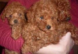 The cutest ones go the fastest! Teacup Red Maltipoo For Sale Maltipoo