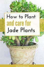 How To Care For A Jade Plant Natalie Linda Jade Plants Plants Jade Plant Care