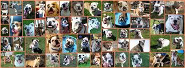 Bulldogs end up in a rescue organization for a number of reasons and many are not the dog's fault. Southern California Bulldog Rescue Home Facebook