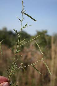 Image result for Tephrosia linearis