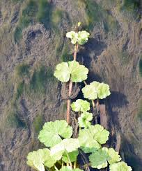 Image result for Hydrocotyle ranunculoides