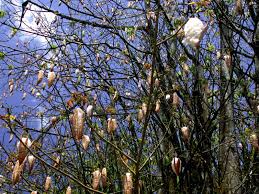 Image result for Ceiba