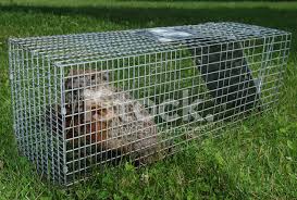 A groundhog may also gnaw on fruit trees or leave large holes in your yard that you can fall info if you're not careful. Groundhog Trap Stock Photos Freeimages Com