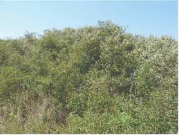 Noni identification and uses a plant profile the survival. Sand Plums For Home And Commercial Production Oklahoma State University