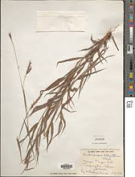 Image result for Andropogon schirensis