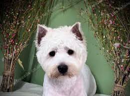 West Highland White Terrier in Carlisle
