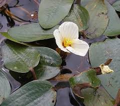 Image result for Ottelia ulvifolia