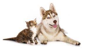 Check spelling or type a new query. Free Husky Puppies Maine