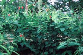 Image result for Calliandra calothyrsus