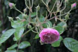 Maybe you would like to learn more about one of these? Laure Davoust Una Rosa Che Una Vivaio La Campanella Facebook