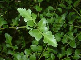 Image result for Phyllocladus