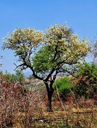 Image result for Acacia nigrescens