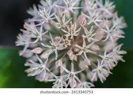 Image result for Alliaceae