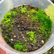 Get ready to grow a moss yard. How To Grow Live Moss