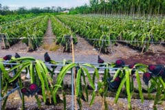 We did not find results for: Where Does Dragon Fruit Grow Top Facts Tips