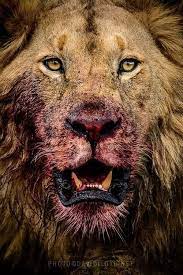 She had been eating part of a cape buffalo the pride had just killed. Stunning Wildlife On Twitter Animals Animals Beautiful Lion